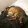 royd_2072659