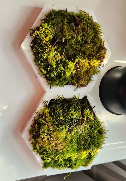 Chậu Trồng Cây Đứng Đa Năng - Image 1