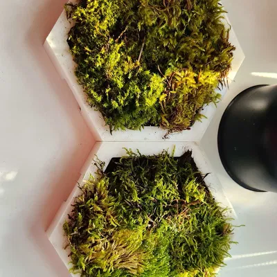 Chậu Trồng Cây Đứng Đa Năng