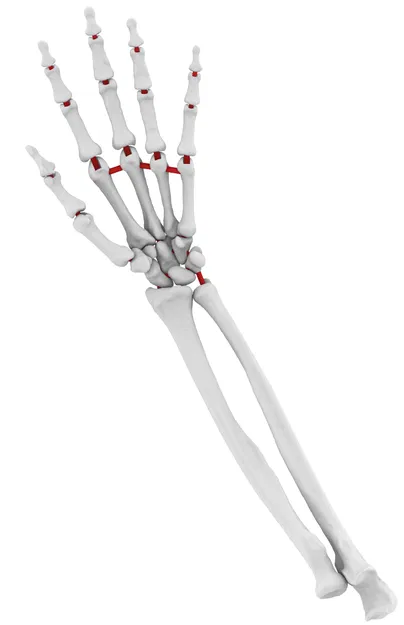 Mô Hình Cánh Tay Dưới Linh Hoạt Kích Thước Thật - Image 1