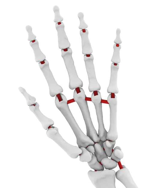 Mô Hình Cánh Tay Dưới Linh Hoạt Kích Thước Thật - Image 2