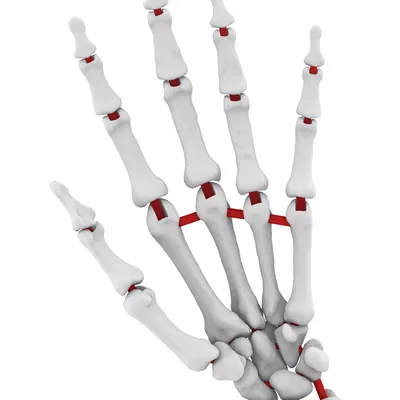 Mô Hình Cánh Tay Dưới Linh Hoạt Kích Thước Thật