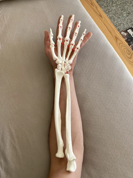 Mô Hình Cánh Tay Dưới Linh Hoạt Kích Thước Thật - Image 3