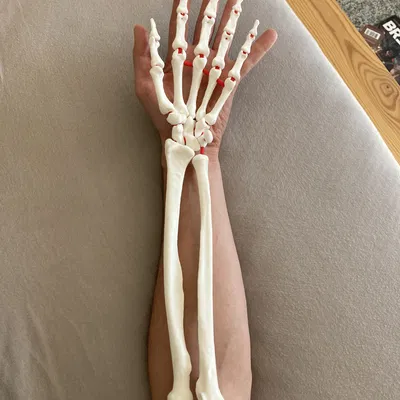 Mô Hình Cánh Tay Dưới Linh Hoạt Kích Thước Thật