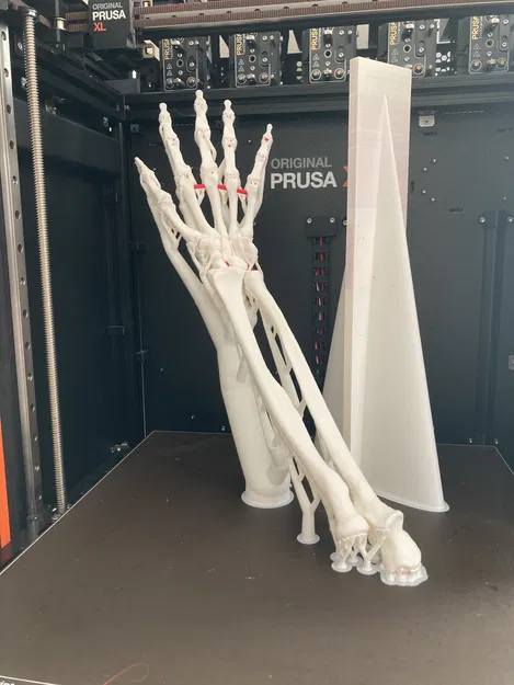 Mô Hình Cánh Tay Dưới Linh Hoạt Kích Thước Thật - Image 5