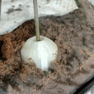 Chậu cây mini cho bể cạn