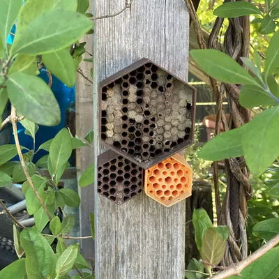 Khách sạn Ong Tự Làm Hình Lục Giác