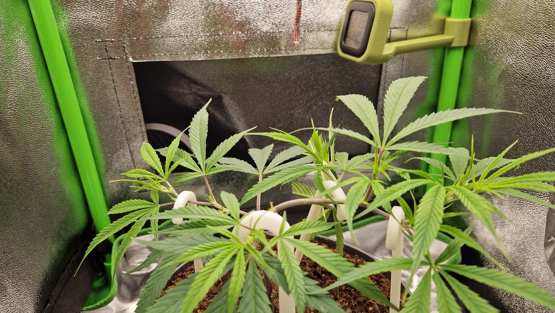 Que LST Dùng Cho Huấn Luyện Căng Thẳng Thấp - Image 1