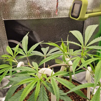 Que LST Dùng Cho Huấn Luyện Căng Thẳng Thấp