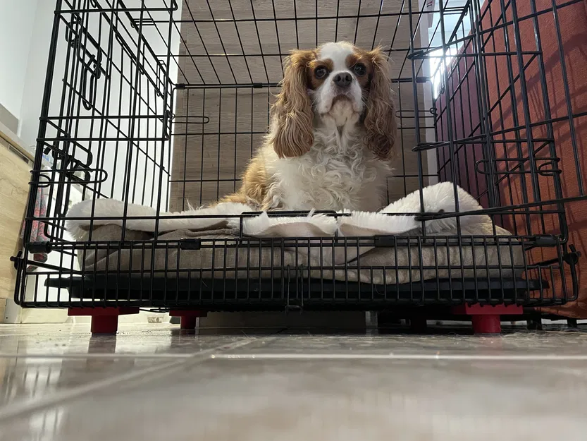 Giá đỡ chuồng chó - Image 1