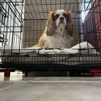 Giá đỡ chuồng chó