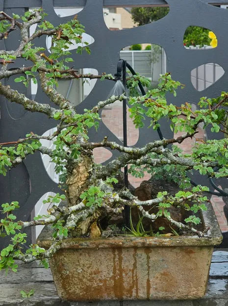 Đầu phun micro-vortex cho ống OD 6.5 mm (1/4 inch) - Image 11