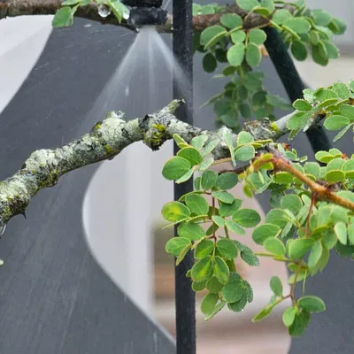 Cọc tưới cây cho ống 6mm OD, bẻ lên hoặc xuống