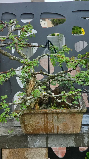 Cọc tưới cây cho ống 6mm OD, bẻ lên hoặc xuống - Image 5