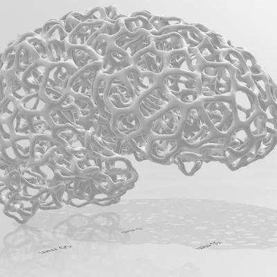 Mô Hình Não Bộ Voronoi Từ CT Scan