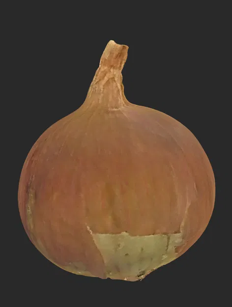 Hành Tây Quét 3D - Image 1