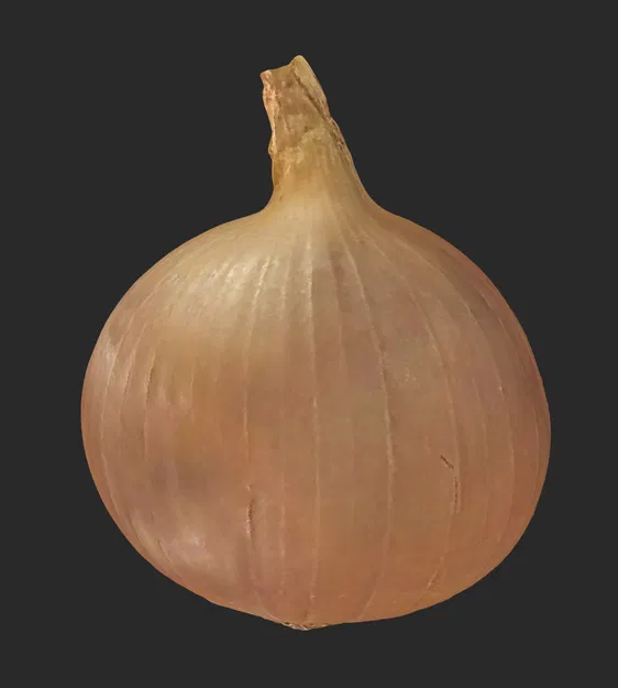 Hành Tây Quét 3D - Image 2