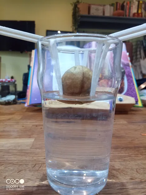 Dụng Cụ Ươm Hạt Bơ Lớn - Image 1