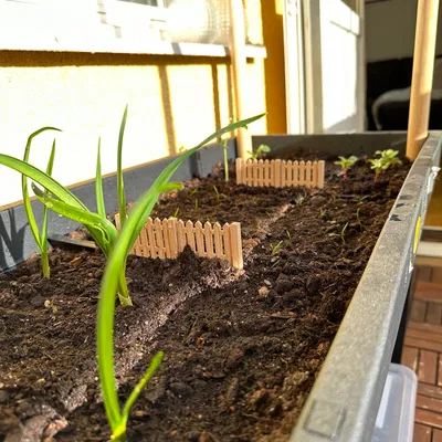 Chậu cây chia vạch