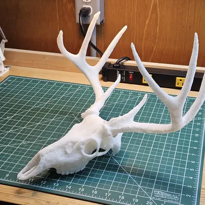 Hộp Sọ Hươu Trắng