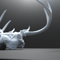 Hộp Sọ Hươu Trắng - Image 2