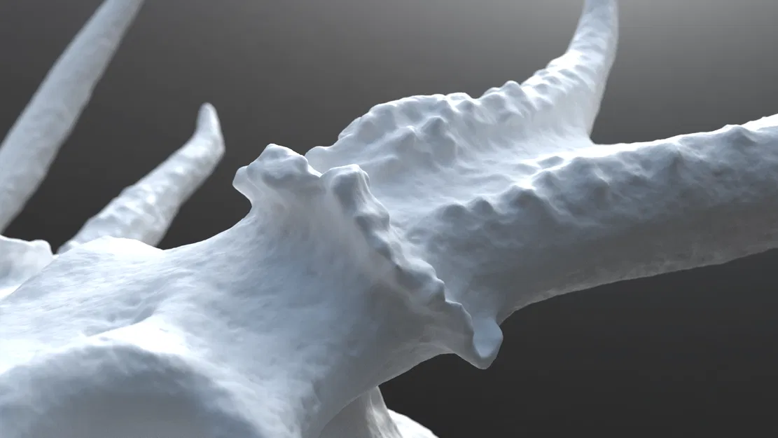 Hộp Sọ Hươu Trắng - Image 4