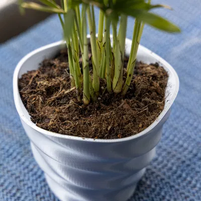 Chậu Hoa In 3D Thanh Lịch, Chống Thấm Nước và Bền Chắc