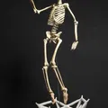 Mô hình Bộ xương Người có thể tạo dáng - Tỷ lệ 1/10 - Thumbnail 1