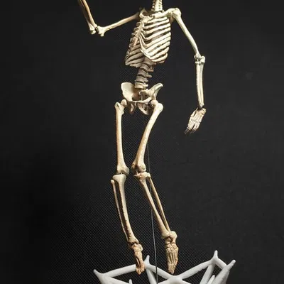 Mô hình Bộ xương Người có thể tạo dáng - Tỷ lệ 1/10