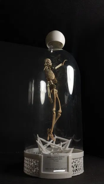Mô hình Bộ xương Người có thể tạo dáng - Tỷ lệ 1/10 - Image 2