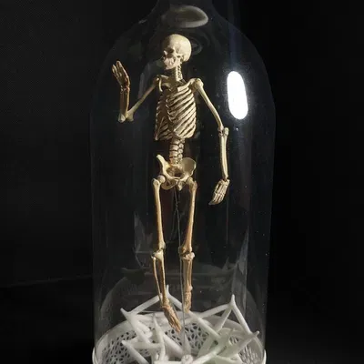 Mô hình Bộ xương Người có thể tạo dáng - Tỷ lệ 1/10