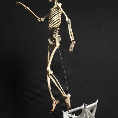 Mô hình Bộ xương Người có thể tạo dáng - Tỷ lệ 1/10