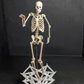 Mô hình Bộ xương Người có thể tạo dáng - Tỷ lệ 1/10 - Thumbnail 5
