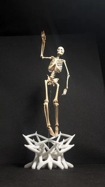 Mô hình Bộ xương Người có thể tạo dáng - Tỷ lệ 1/10 - Image 6