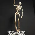 Mô hình Bộ xương Người có thể tạo dáng - Tỷ lệ 1/10 - Thumbnail 6