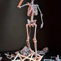 Mô hình Bộ xương Người có thể tạo dáng - Tỷ lệ 1/10 - Thumbnail 8