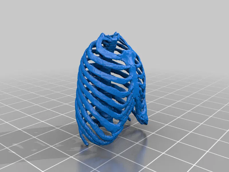 Mô hình Bộ xương Người có thể tạo dáng - Tỷ lệ 1/10 - Image 10