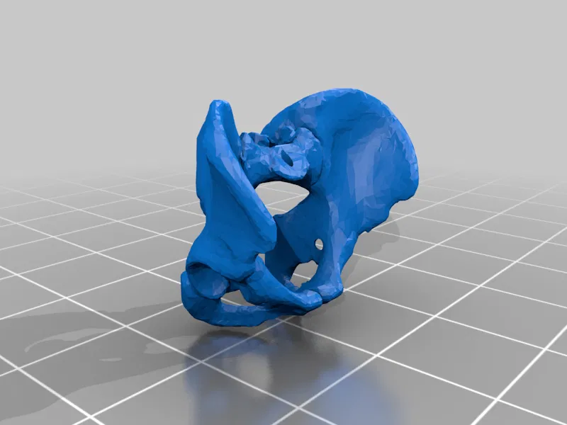 Mô hình Bộ xương Người có thể tạo dáng - Tỷ lệ 1/10 - Image 18