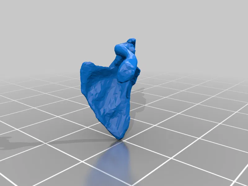 Mô hình Bộ xương Người có thể tạo dáng - Tỷ lệ 1/10 - Image 21