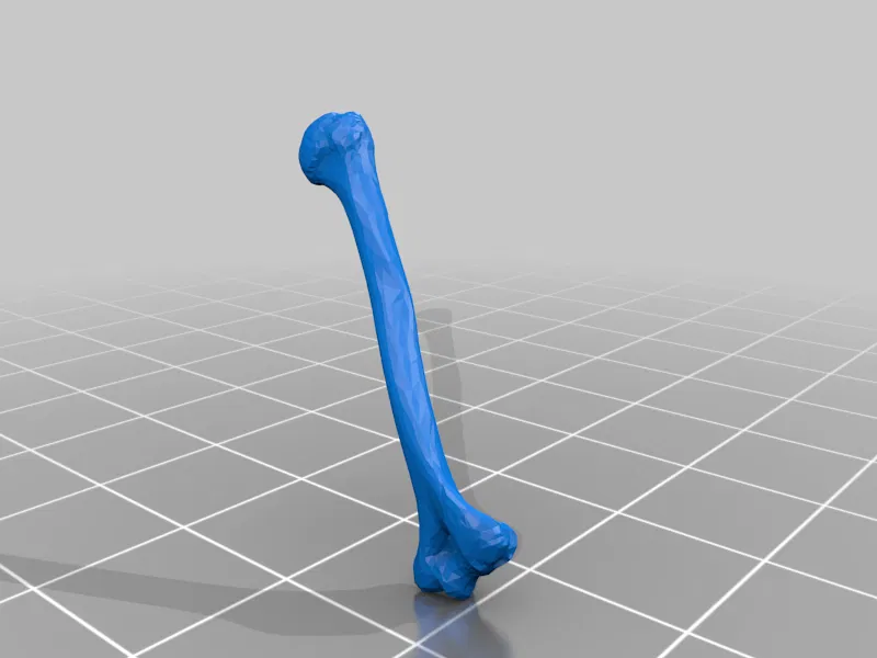 Mô hình Bộ xương Người có thể tạo dáng - Tỷ lệ 1/10 - Image 26