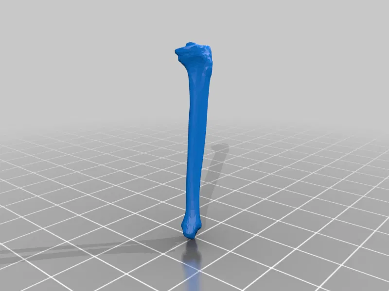 Mô hình Bộ xương Người có thể tạo dáng - Tỷ lệ 1/10 - Image 27