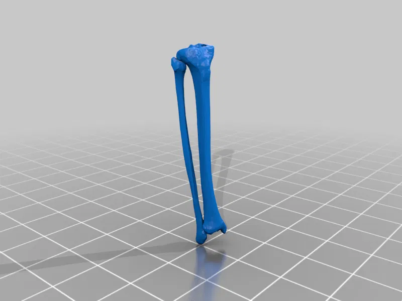 Mô hình Bộ xương Người có thể tạo dáng - Tỷ lệ 1/10 - Image 30