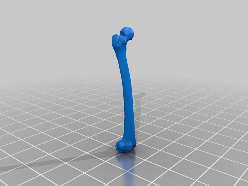 Mô hình Bộ xương Người có thể tạo dáng - Tỷ lệ 1/10 - Image 31