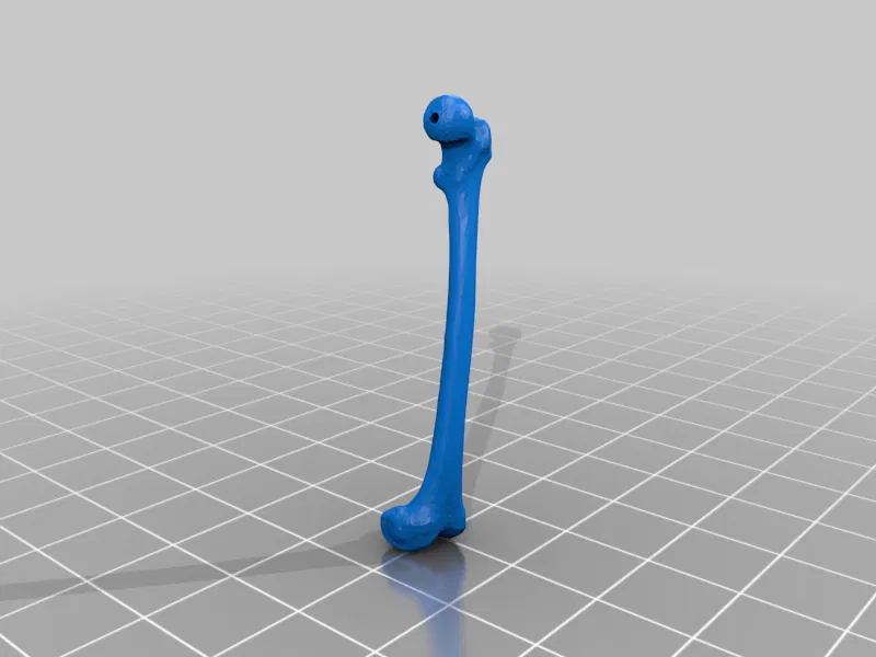 Mô hình Bộ xương Người có thể tạo dáng - Tỷ lệ 1/10 - Image 32