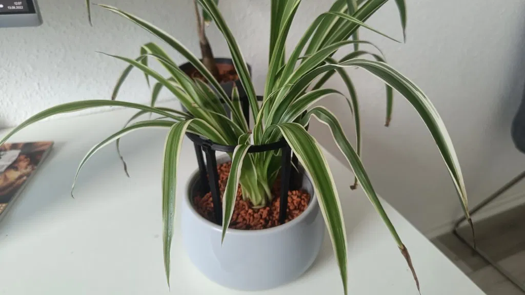 Giá Đỡ Cây Cảnh - Image 2