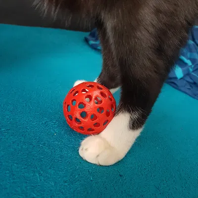 Đồ Chơi Cho Mèo - Bóng Có Lỗ 60mm