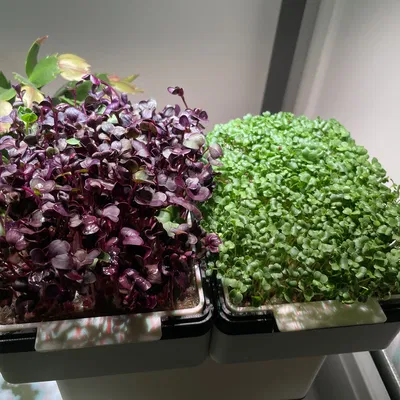 Khay Ươm Rau Mầm Siêu Nhỏ