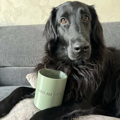 Cốc đong thức ăn cho thú cưng - Cho bé ăn thêm nữa!