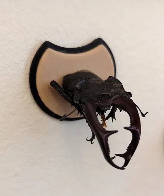 Khiên Cúp Cho Bọ Hung - Image 3