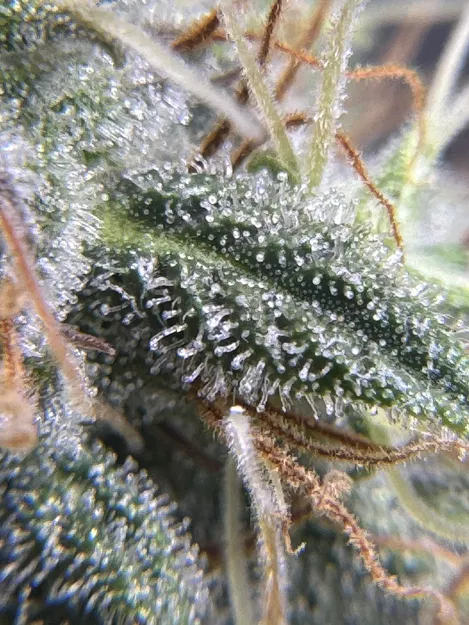 Giá Đỡ Kính Lúp Thợ Kim Hoàn Cho iPhone 15 Pro - Image 8